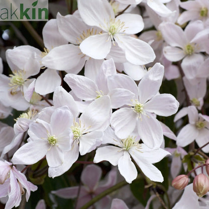 Clematis armandii  'Snowdrift' 100cm (Evergreen and Fragrant) One Click Plants