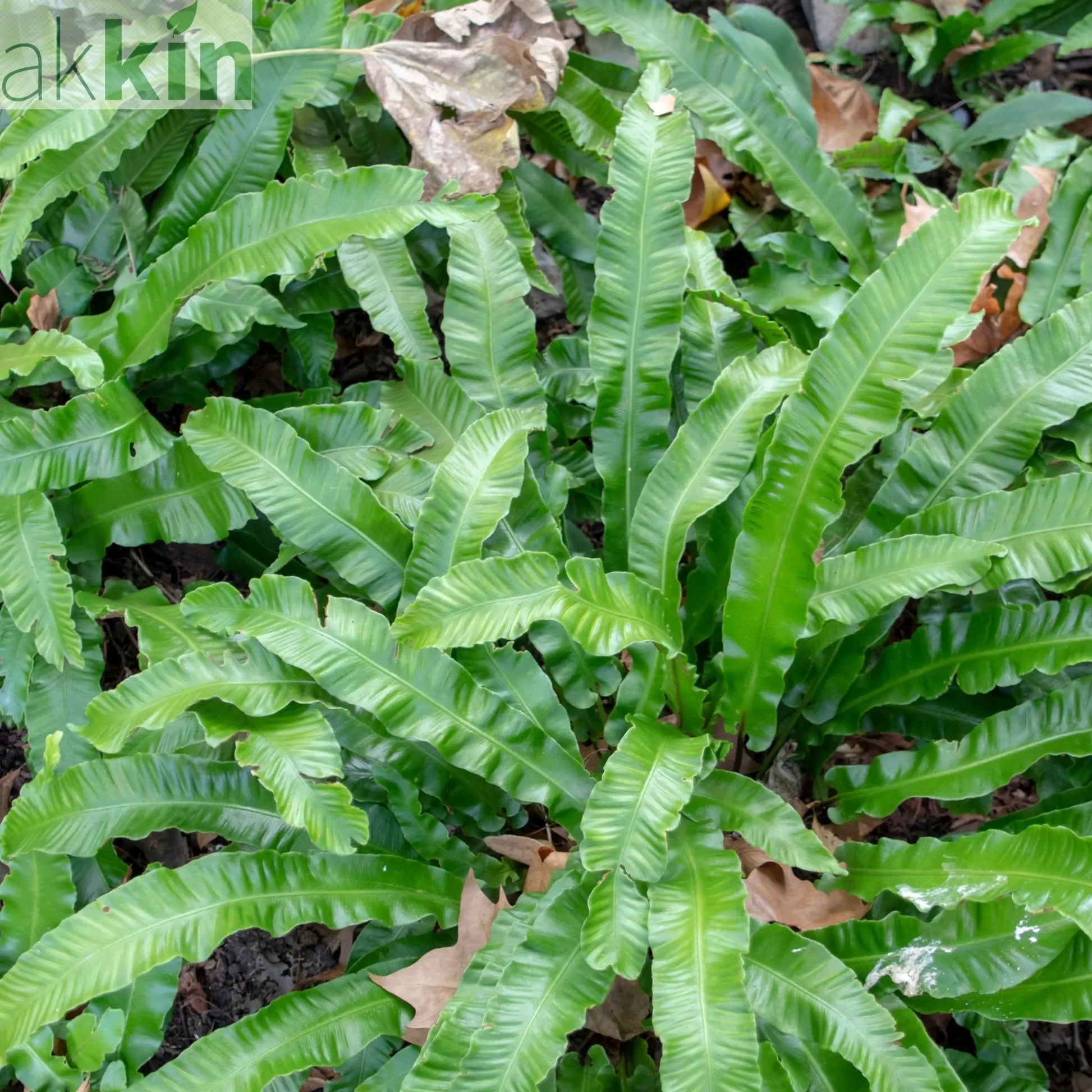 Fern Asplenium (11cm Pot) One Click Plants