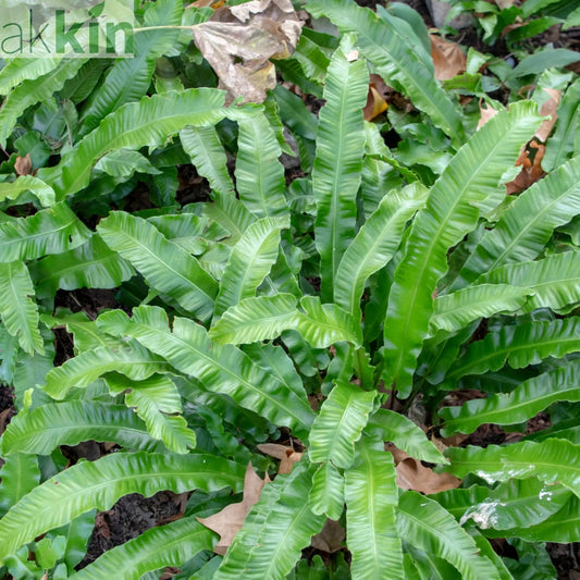 Fern Asplenium (11cm Pot) One Click Plants