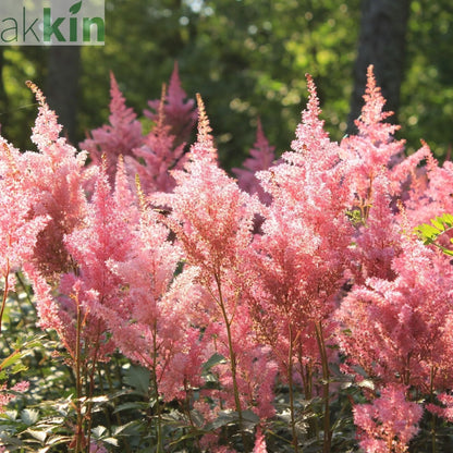 Astilbe Pink 2L One Click Plants