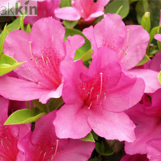 Azalea 'Gilbert Mullie' 2L One Click Plants