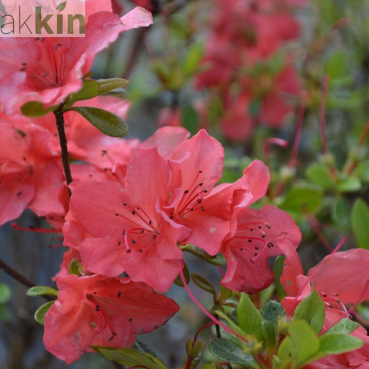 Azalea Japonica 'Orange Beauty' 9cm/2L/5L One Click Plants