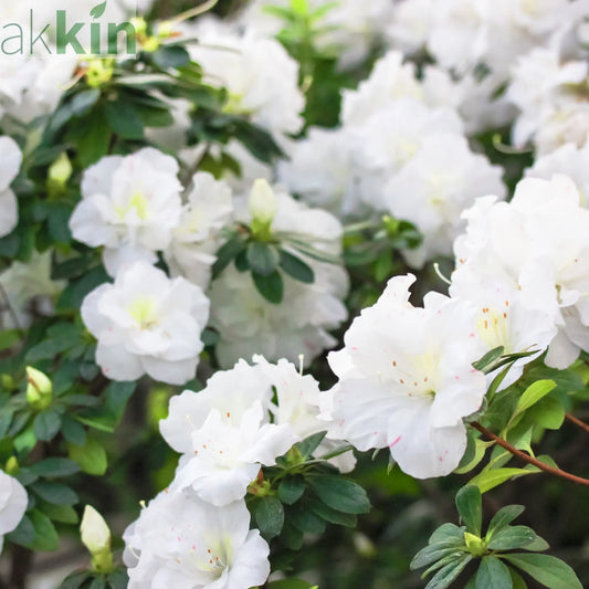Azalea 'Palestina' 10L One Click Plants