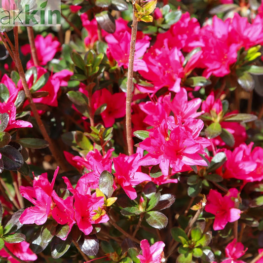 Azalea 'Toreador' 2L One Click Plants