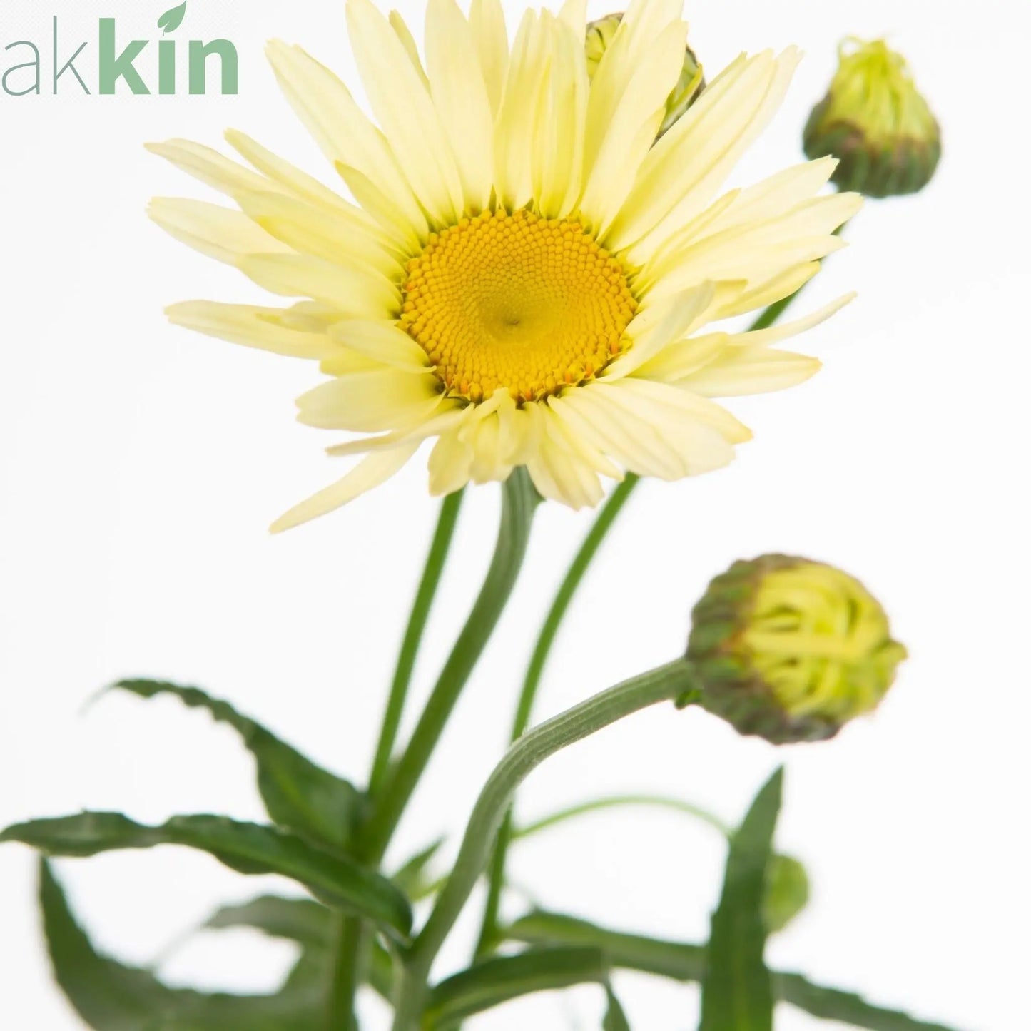 Leucanthemum 'Banana Cream' 9cm One Click Plants