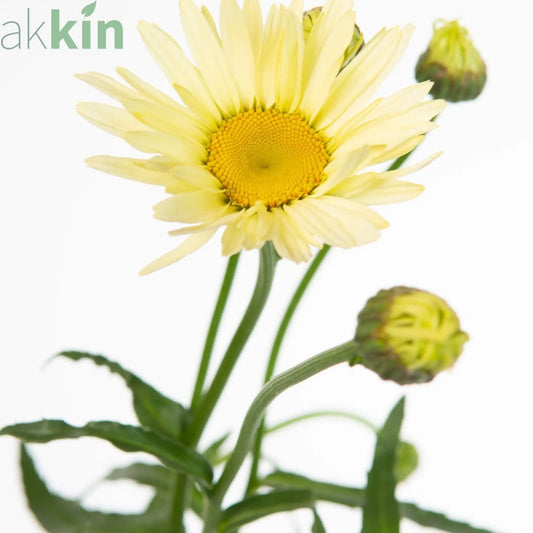 Leucanthemum 'Banana Cream' 9cm One Click Plants
