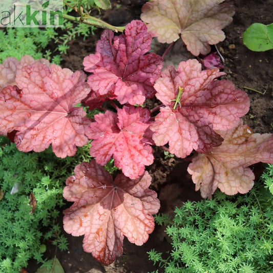 Heuchera 'Berry Smoothie' 2L One Click Plants