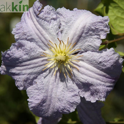 Clematis 'Blue Angel' 60cm One Click Plants