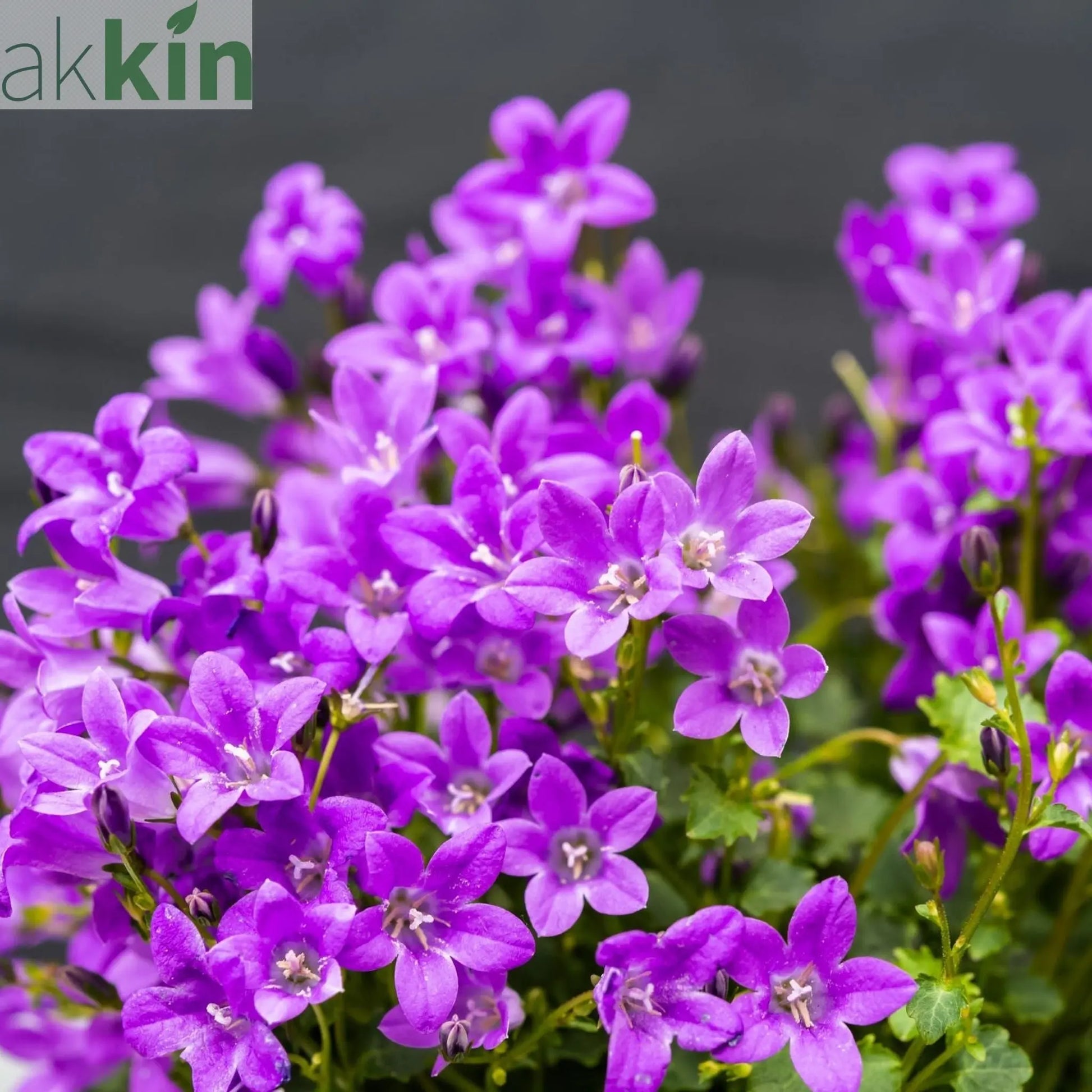 Campanula portenschlagiana 'Clockwise' 9cm/1.5L One Click Plants