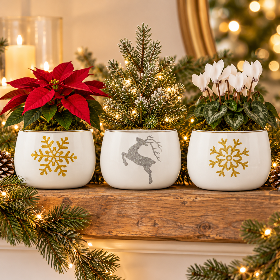 Set of three ceramic Christmas planters with festive plants