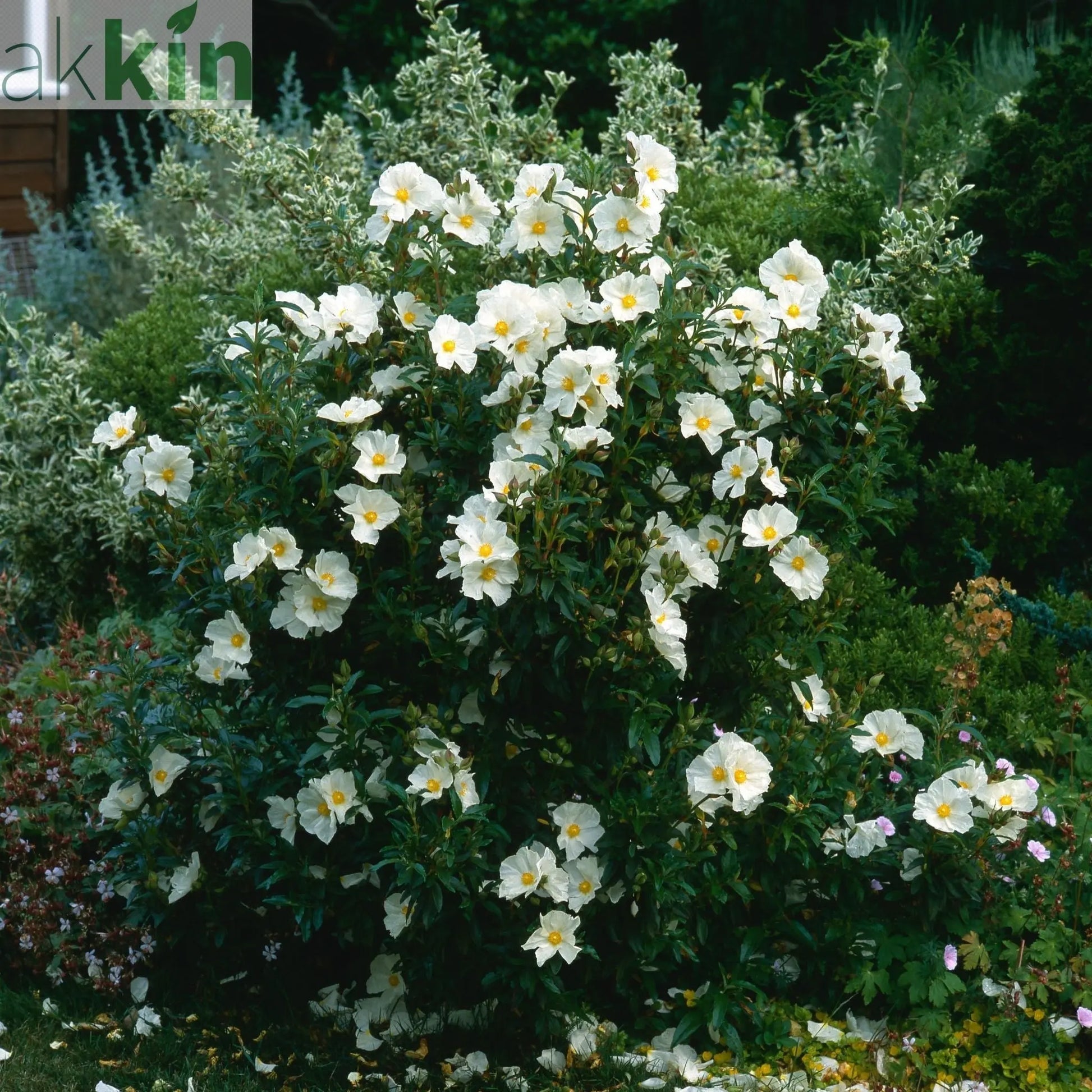 Cistus x Florentinus Rock Rose 3L One Click Plants