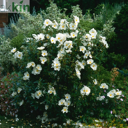 Cistus x Florentinus Rock Rose 3L One Click Plants