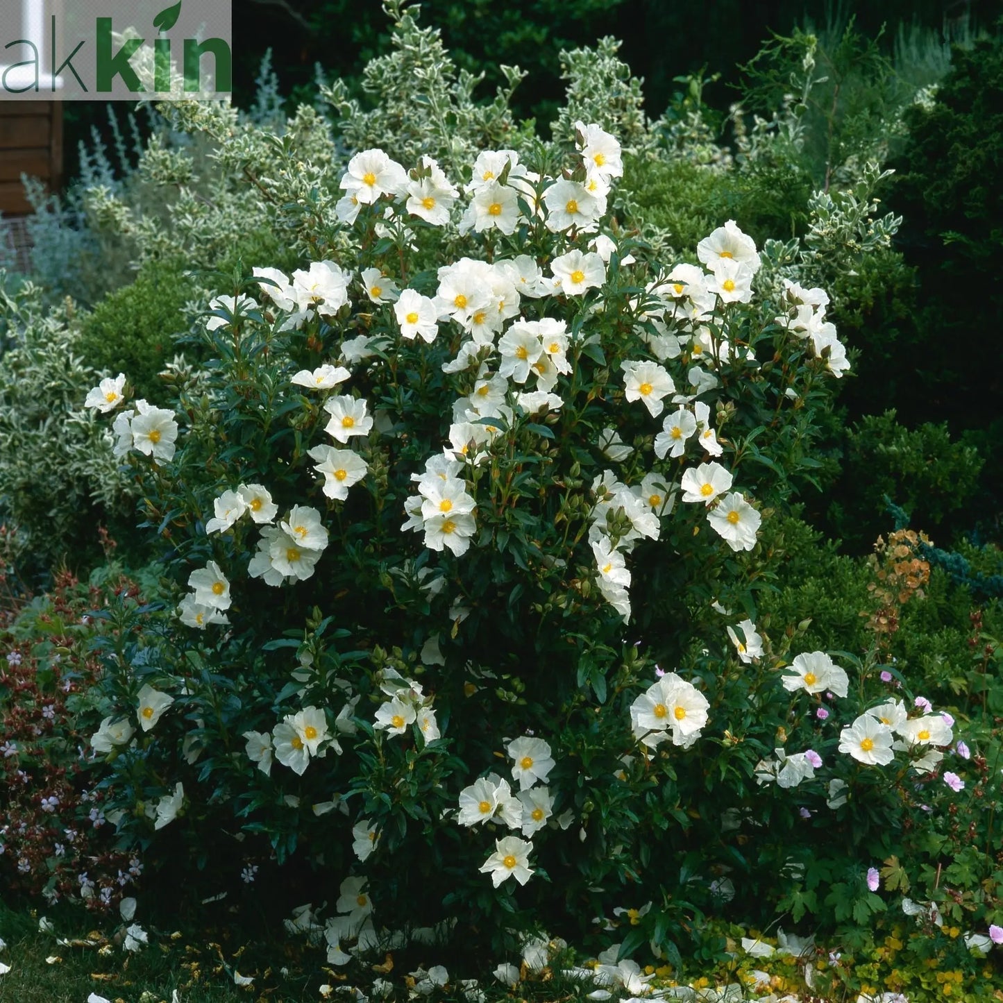 Cistus x Florentinus Rock Rose 10L One Click Plants