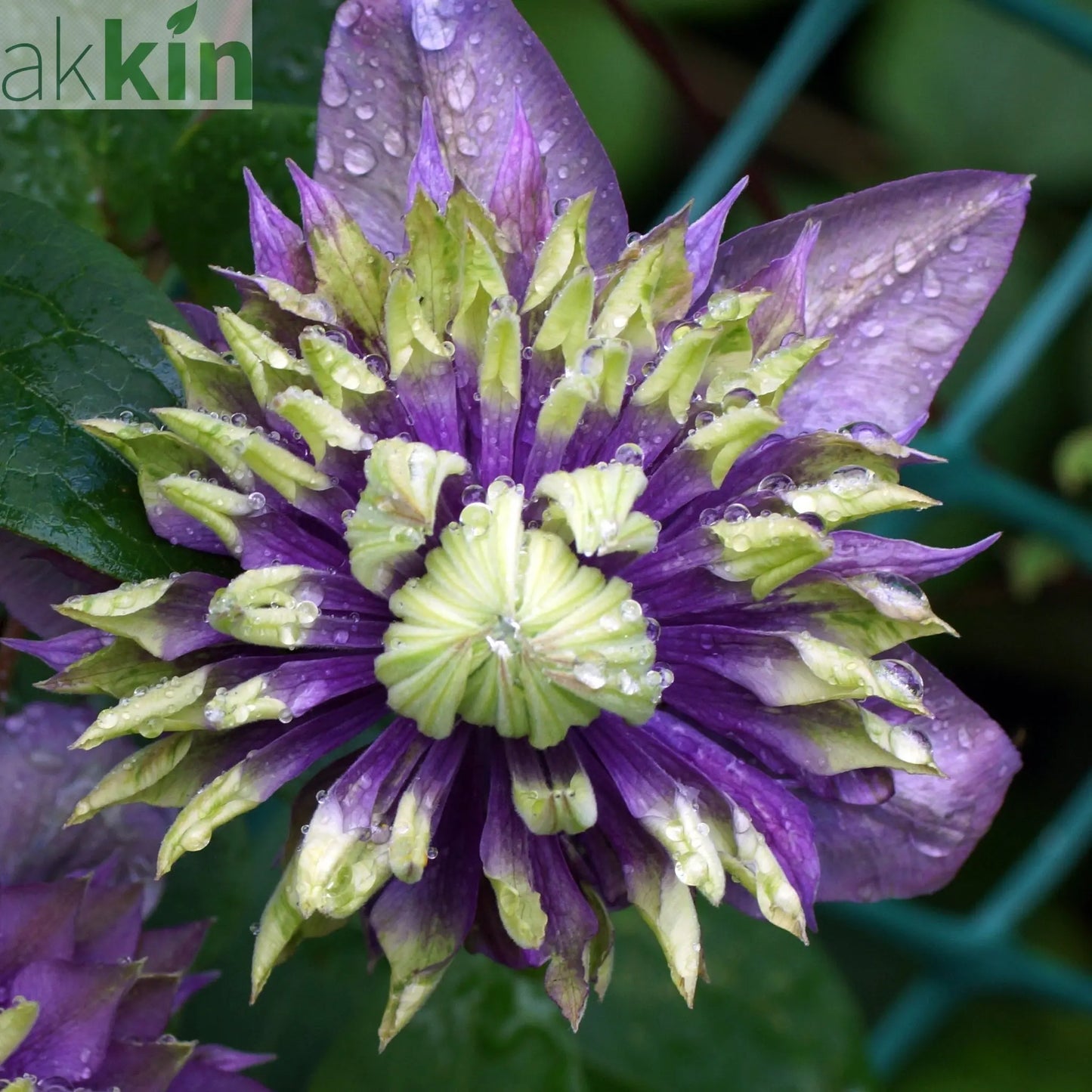 Clematis florida 'Taiga' 75-85cm One Click Plants