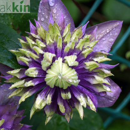 Clematis florida 'Taiga' 75-85cm One Click Plants