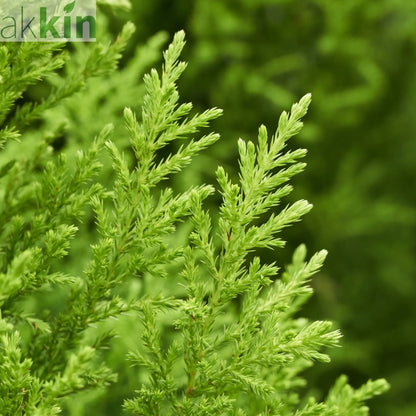 Goldcrest Conifer 'Wilma' (4 sizes available) One Click Plants