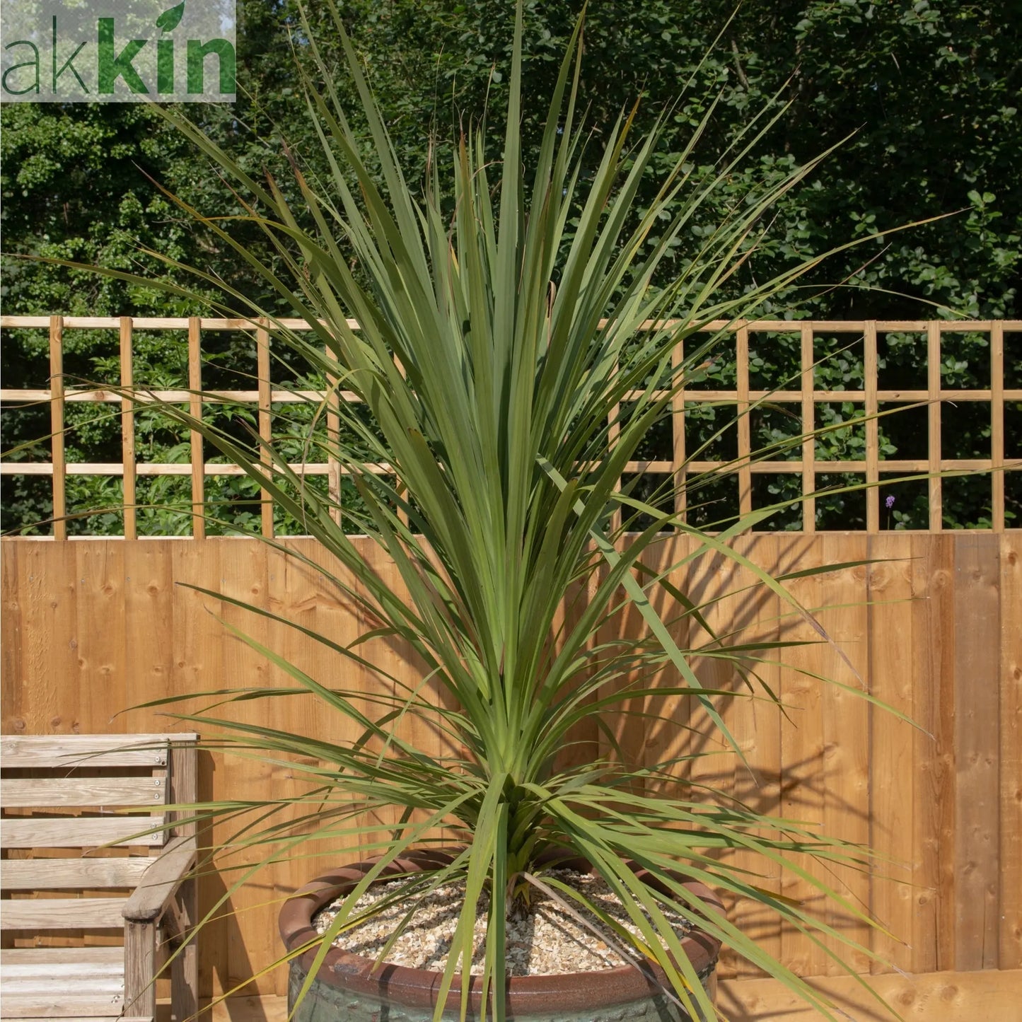 Cordyline australis Green | 1m-1.2m One Click Plants