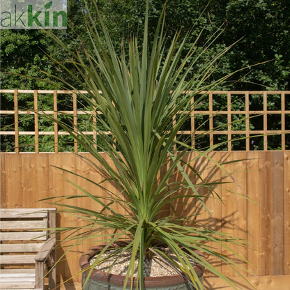 Cordyline australis Green | 1m-1.2m One Click Plants