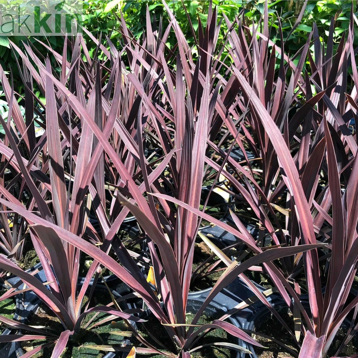 Cordyline australis 'Red Star' (3 sizes available) One Click Plants
