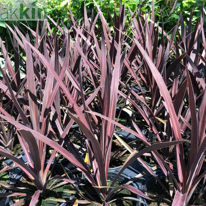 Cordyline australis 'Red Star' (3 sizes available) One Click Plants