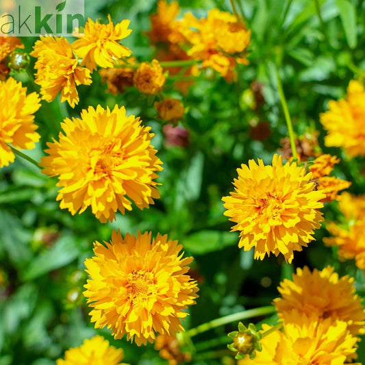 Coreopsis grandiflora Early Sunrise 9cm One Click Plants