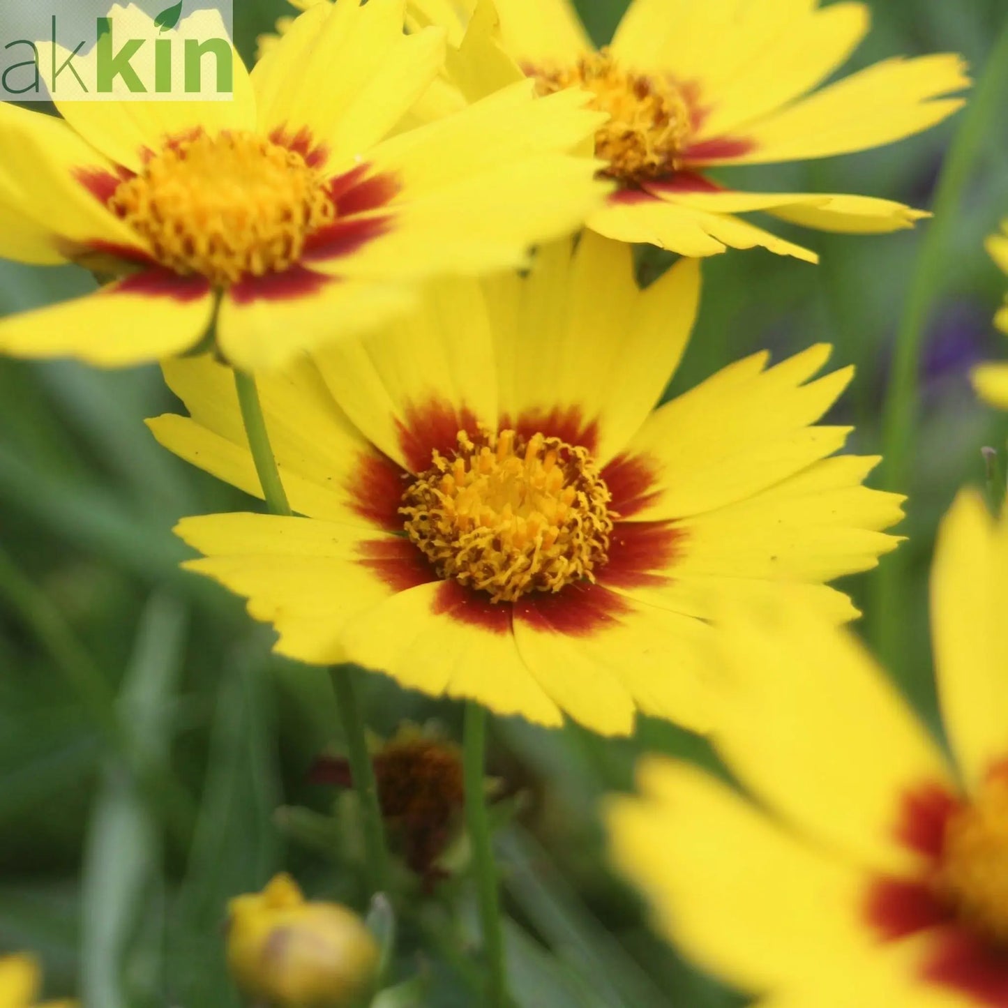 Coreopsis Sunkiss 9cm/1.5L One Click Plants