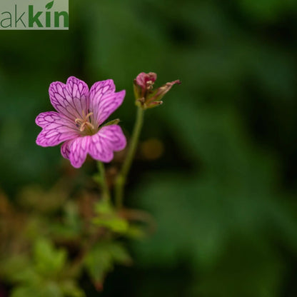 Erodium 'Bishops Form' 9cm One Click Plants