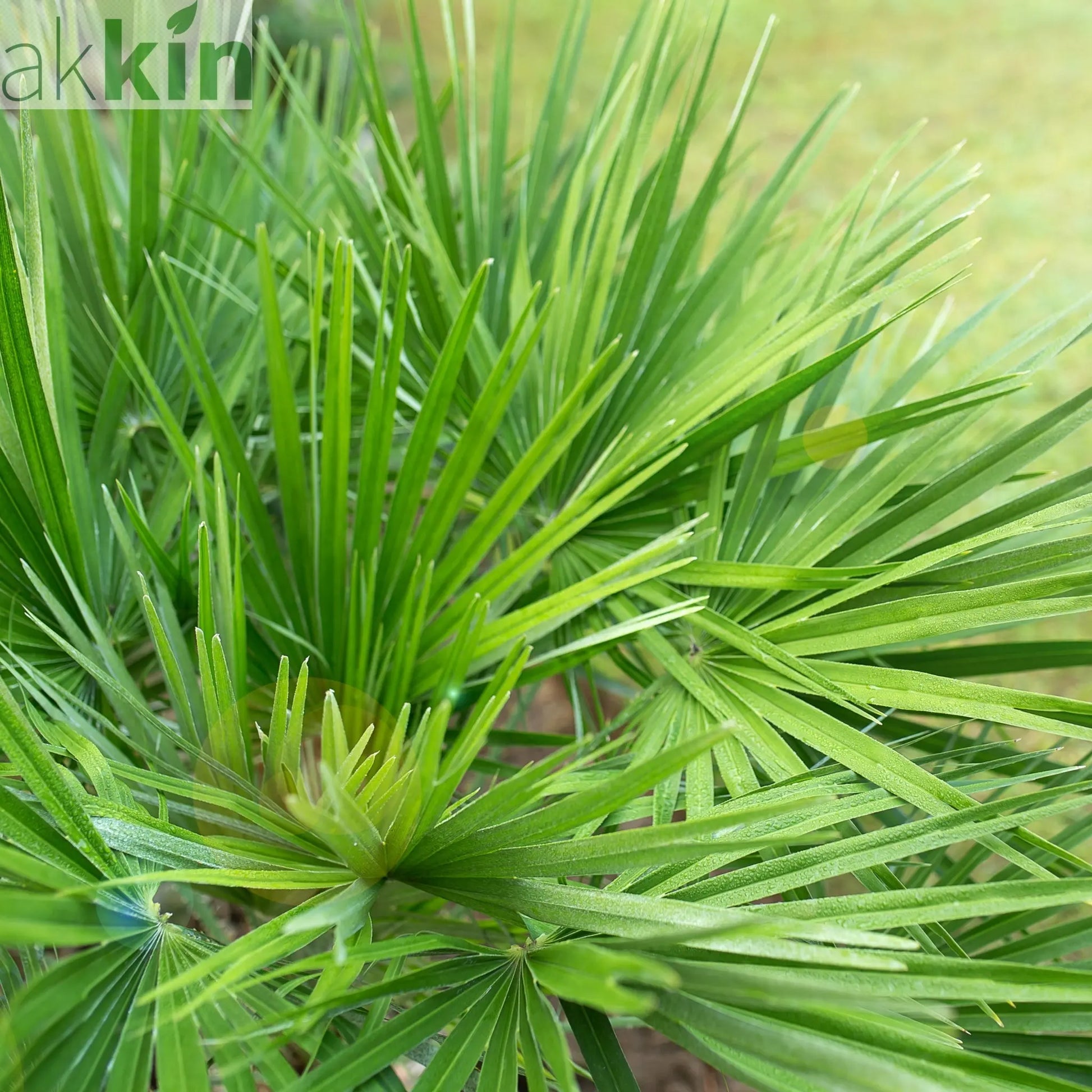 Chamaerops humilis - Hardy Fan Palm (2 Sizes Available) One Click Plants