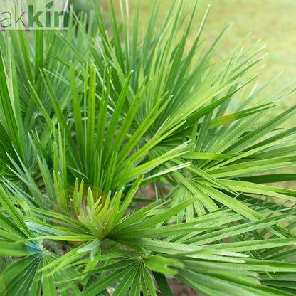 Chamaerops humilis - Hardy Fan Palm (2 Sizes Available) One Click Plants