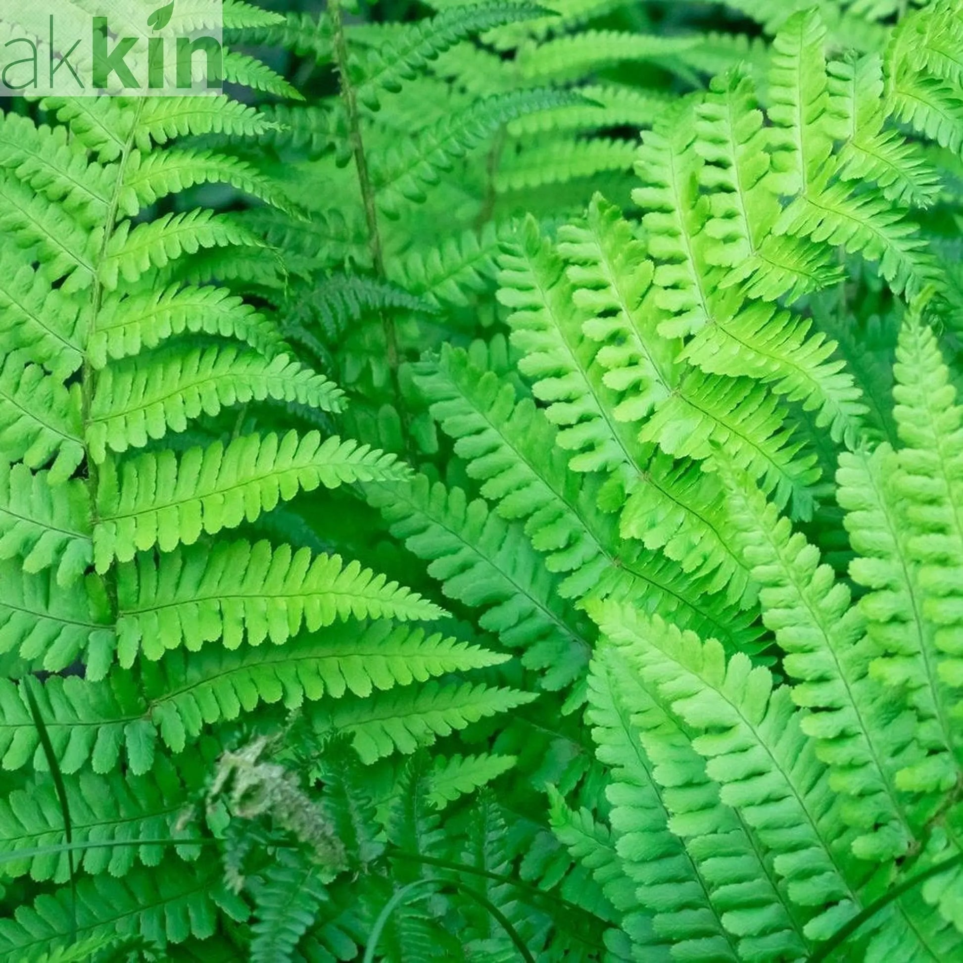 Established Dryopteris Fern - 10L One Click Plants