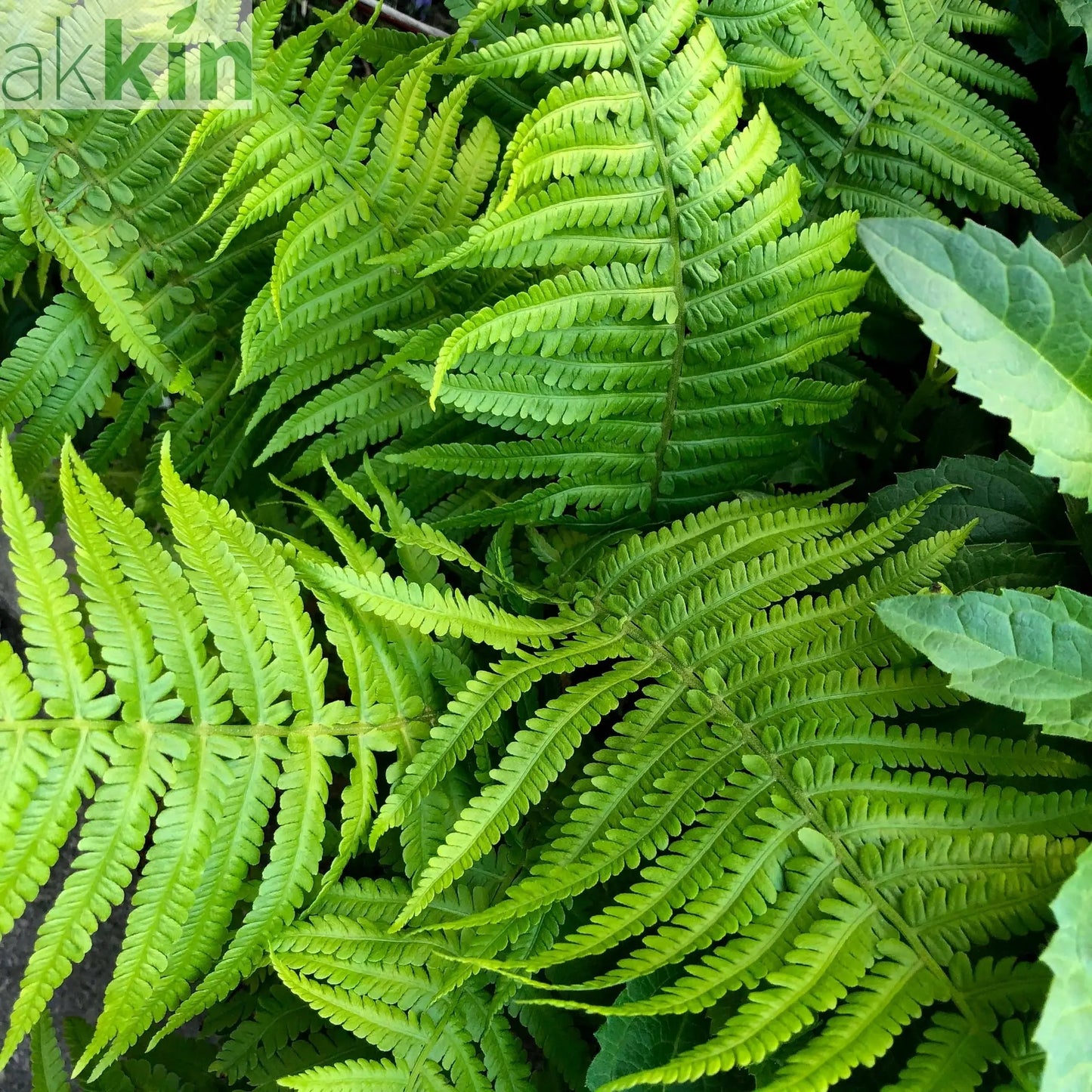Ferns Polystichum (11cm Growers Pot) One Click Plants