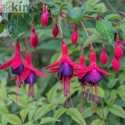 Hardy Fuchsia 'Tom Thumb' 9cm / 2L One Click Plants