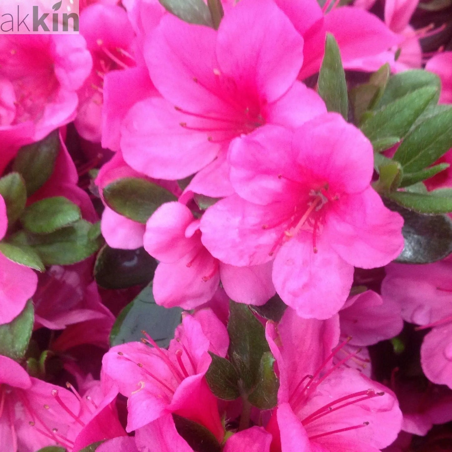 Azalea 'Geisha Pink' 3L One Click Plants