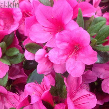 Azalea 'Geisha Pink' 3L One Click Plants