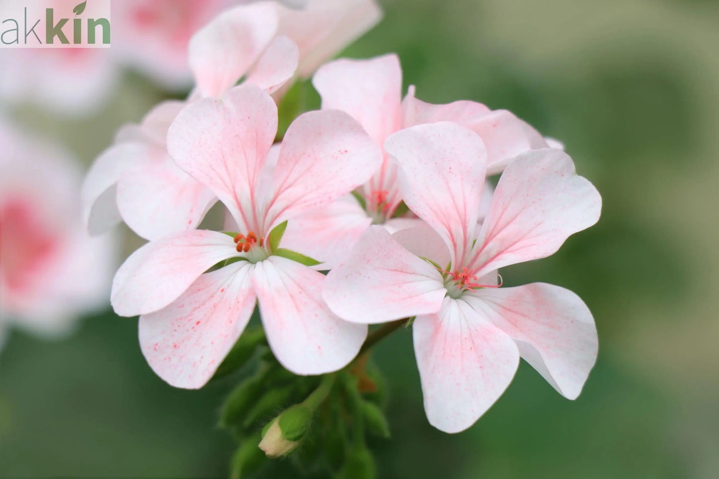 Scented White Geranium 'Cola-Lemon' One Click Plants