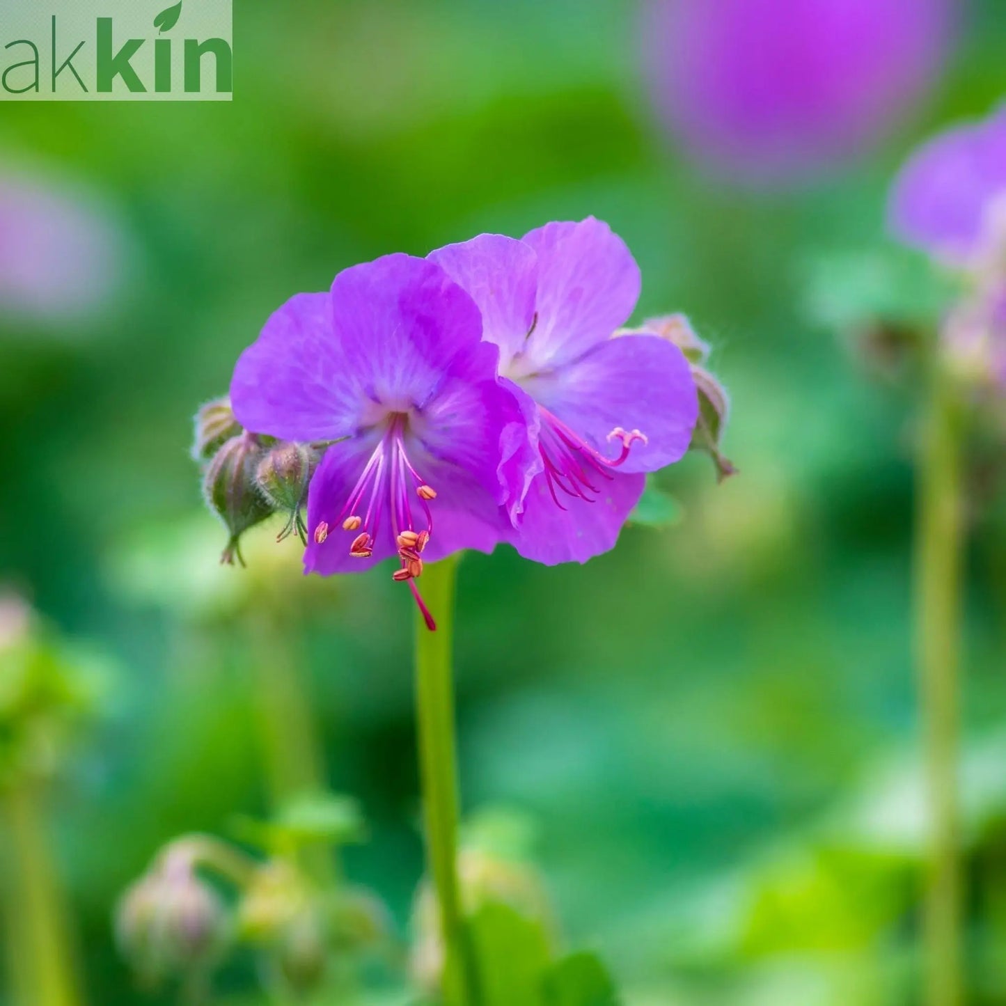 Geranium 'Karmina' 9cm / 2L One Click Plants