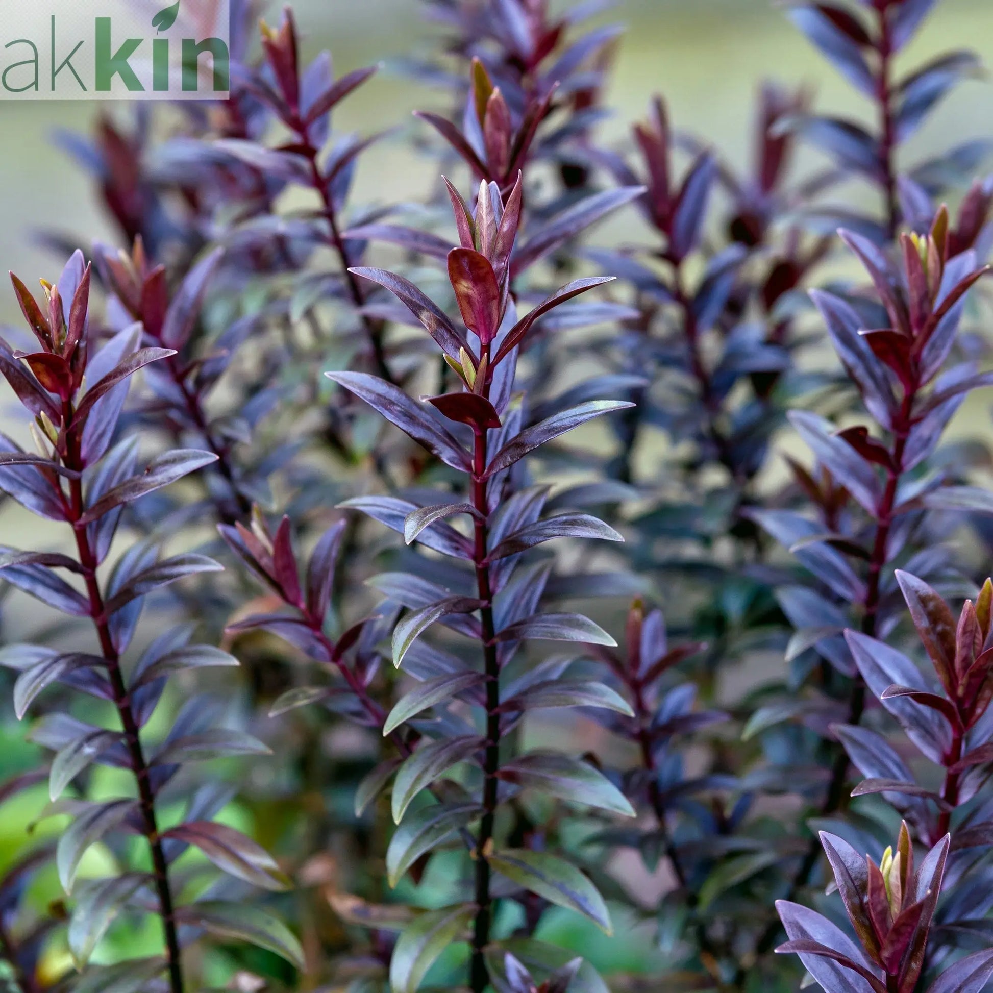 Hebe 'True Love' 2L One Click Plants