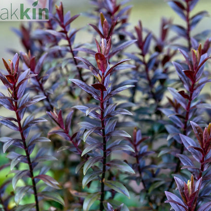 Hebe 'True Love' 2L One Click Plants