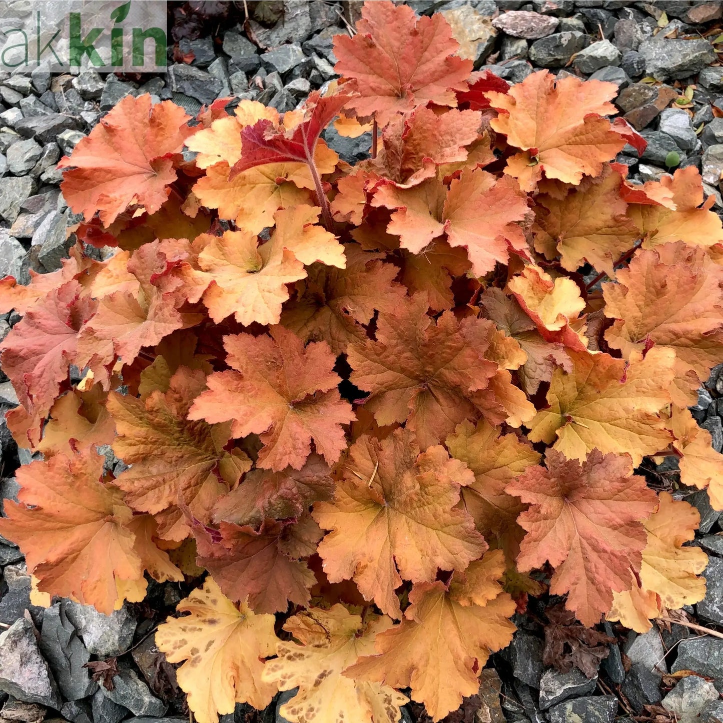 Heuchera 'Marmalade' 2L One Click Plants