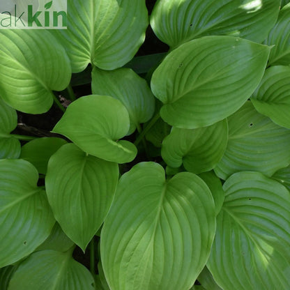 Hosta  'August Moon' 9cm / 2L One Click Plants