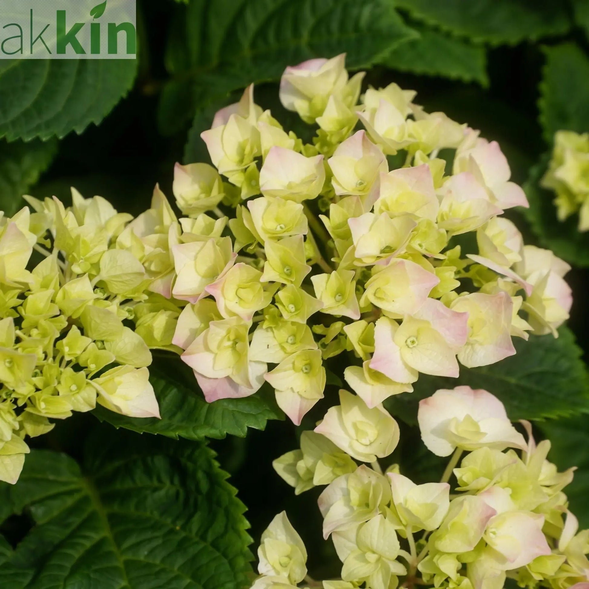 Hydrangea macrophylla 'Caipirinha' 5L One Click Plants