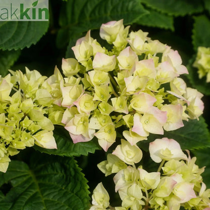Hydrangea macrophylla 'Caipirinha' 5L One Click Plants