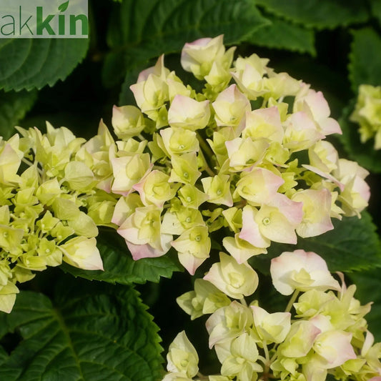 Hydrangea macrophylla 'Caipirinha' 5L One Click Plants