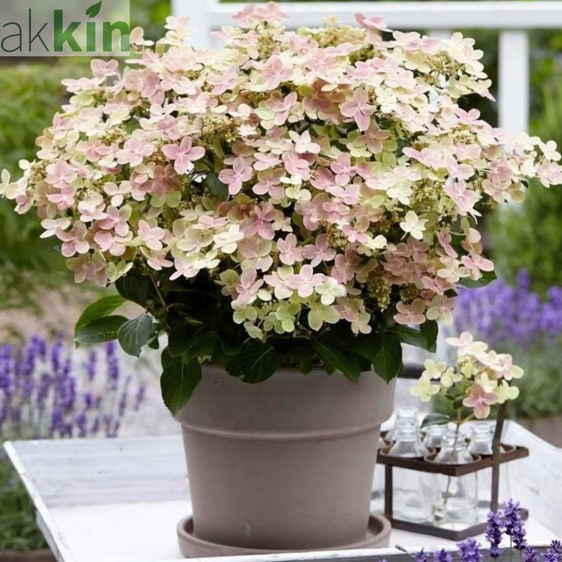 Hydrangea paniculata Switch 'Polestar' 'Ophelia' 9cm / 3L One Click Plants