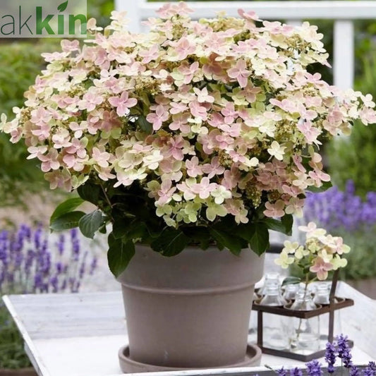 Hydrangea paniculata Switch 'Polestar' 'Ophelia' 9cm / 3L One Click Plants