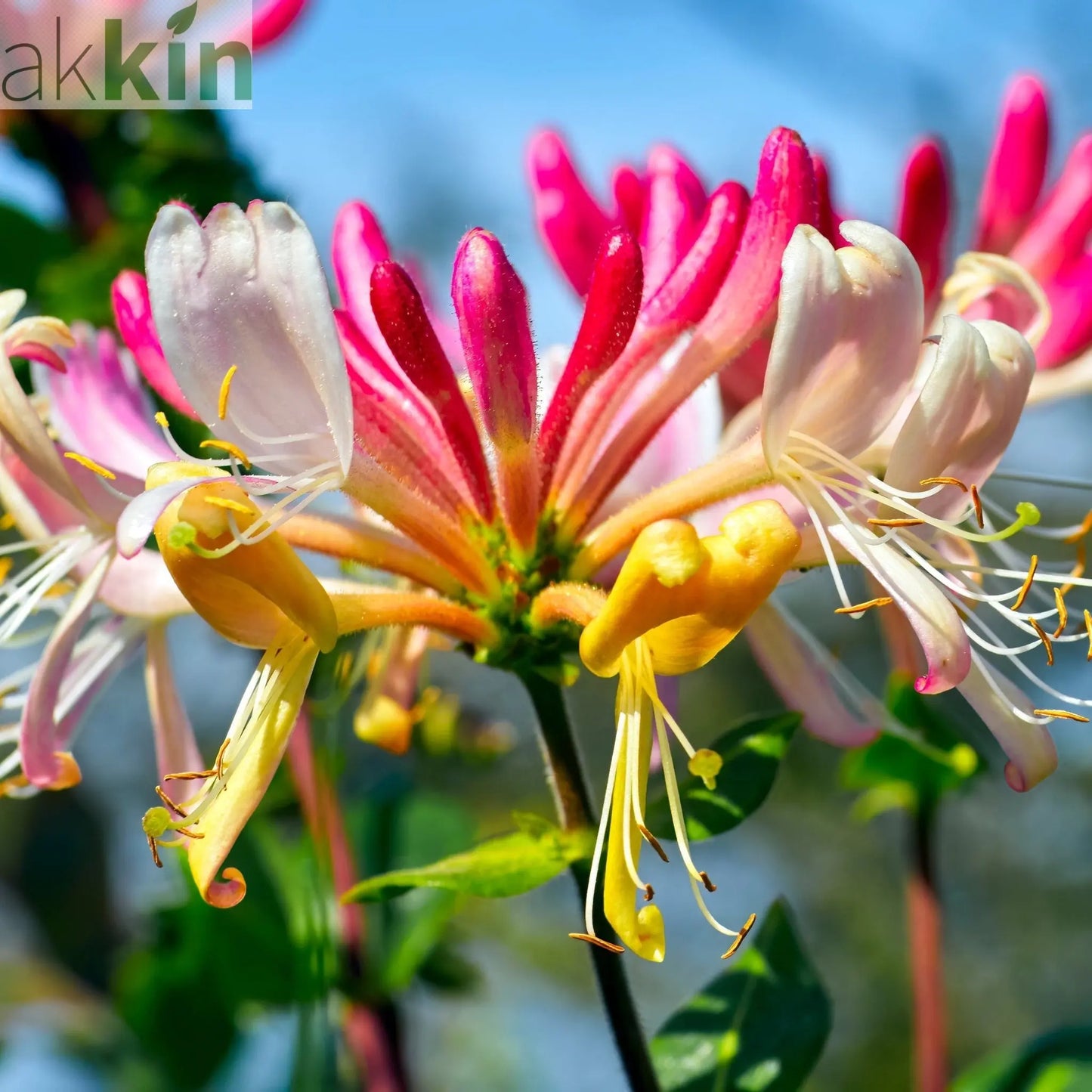 Honeysuckle 'GoldFlame' | Lonicera japonica 60-70cm One Click Plants