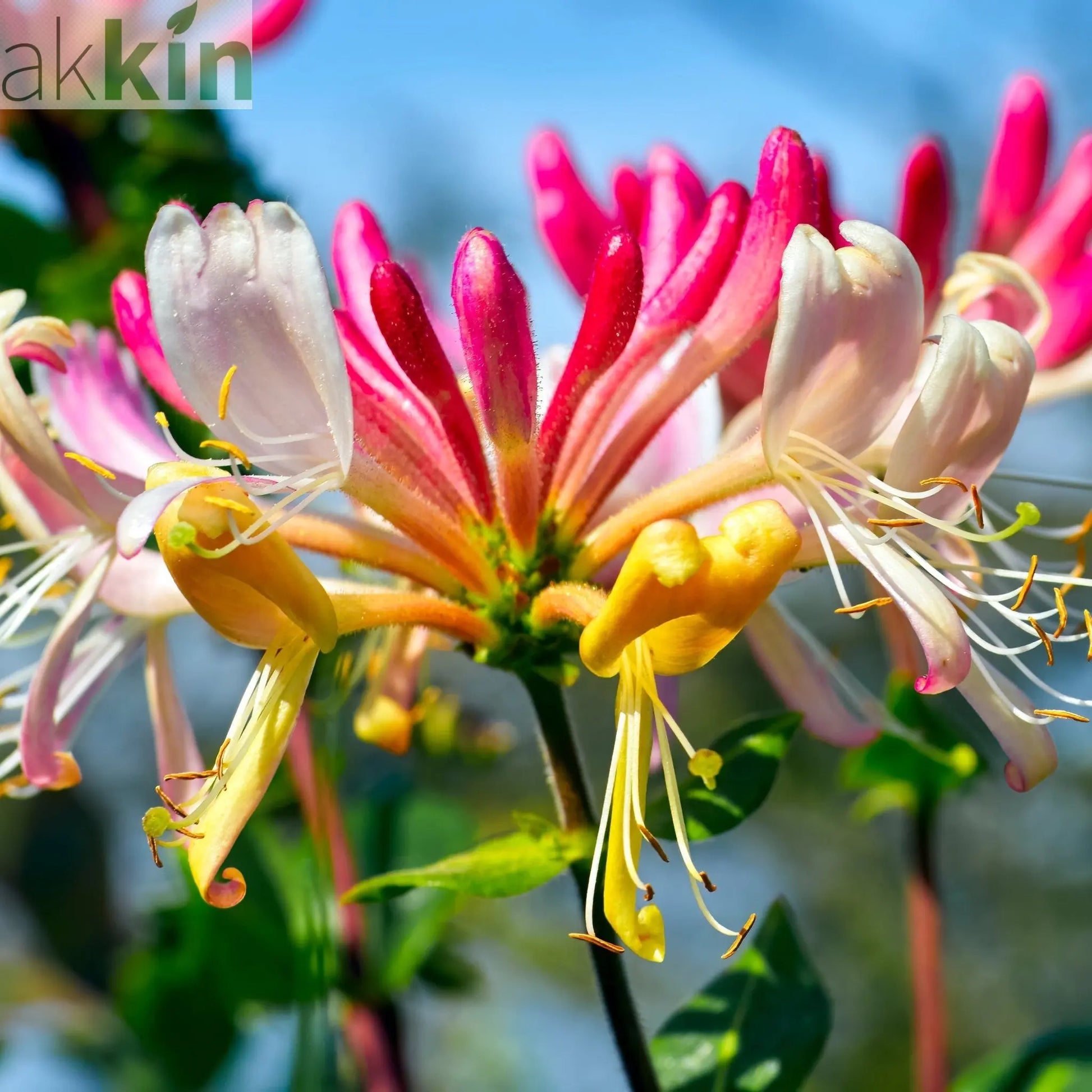 Honeysuckle 'GoldFlame' | Lonicera japonica 60-70cm One Click Plants