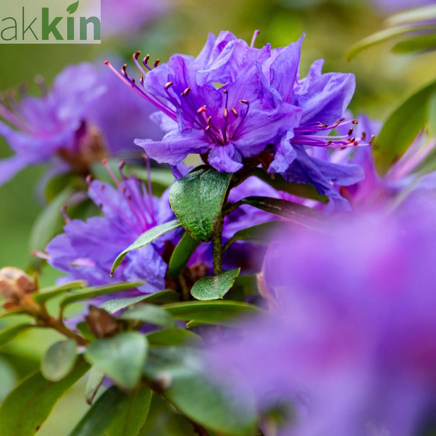 Dwarf Rhododendron 'Purple Pillow' 1L One Click Plants