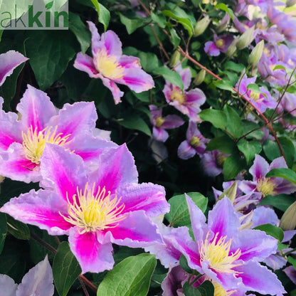 Clematis 'Piilu' 60cm One Click Plants