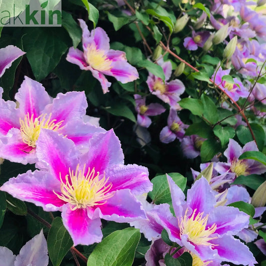 Clematis 'Piilu' 60cm One Click Plants